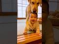 【奇跡の瞬間】落ちそうな赤ちゃんを本能で守るラブラドールが尊い🥰👶🐶 [Miracle Moment]Labrador Instinctively Saves Baby From Falling