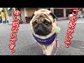 大変、ご心配かけています。今は中間報告しかできません。『おまめ日記~パグのいる生活』