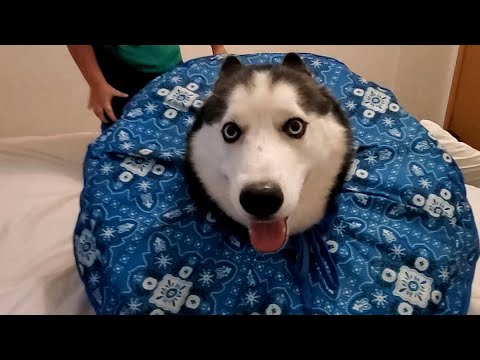 Funniest Huskies | Best Compilation Of Dogs