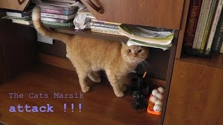 The Cats Marsik attack! - Кот Марсик сначала бесится, а затем - атакует! The Cats Marsik attack! - Кот Марсик сначала бесится, а затем - атакует!