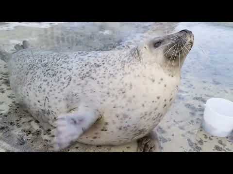 Agu seal slapping