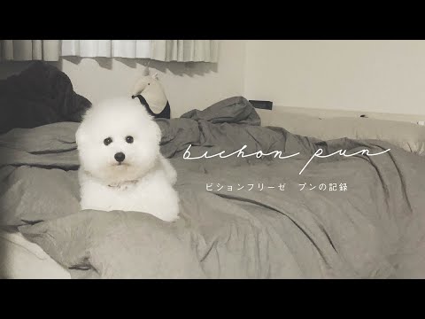 プロローグ|ビションフリーゼ‐プンの記録