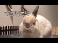 A day in the life of a grumpy bunny