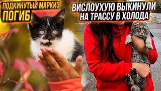 Выкинули на трассу Вислоухую шотландку😱 Маркиз погиб. Разведенцы горите в аду👎🤬