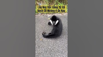 Lâu Nay Hắc Công Tử Và Bạch Cô Nương Ở Ẩn #hắccôngtử #monkey #bạchcônương