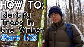 How to Identify Trees in the Winter (Part 1)