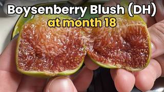 Boysenberry Blush fig growing straight indoors for 18 months