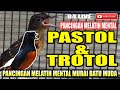 PASTOL & TROTOL AGAR TIDAK DOWN  || PANCINGAN MURAI BATU MUDA MELATIH MENTAL AWAL