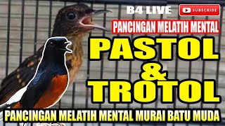 PASTOL & TROTOL AGAR TIDAK DOWN || PANCINGAN MURAI BATU MUDA MELATIH MENTAL AWAL