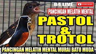 PASTOL & TROTOL AGAR TIDAK DOWN  || PANCINGAN MURAI BATU MUDA MELATIH MENTAL AWAL