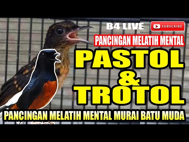 PASTOL & TROTOL AGAR TIDAK DOWN  || PANCINGAN MURAI BATU MUDA MELATIH MENTAL AWAL class=