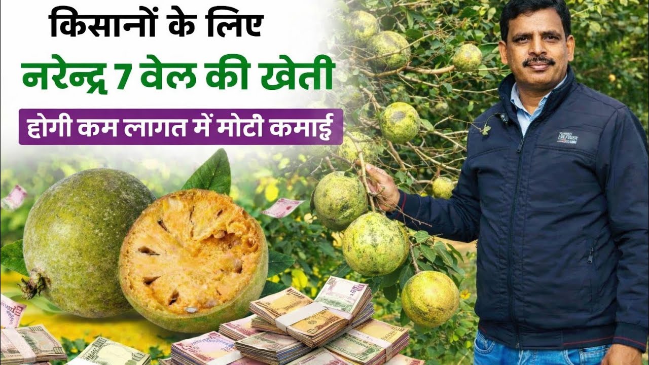 7 किलो वजन वाली नरेन्द्र बेल-7 किस्म | कम लागत में जबरदस्त कमाई Narendra Beal 7 (NB-7) variety