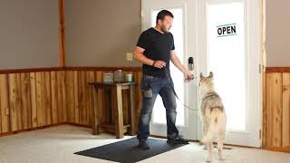 Train your dog to not to run out of open doors