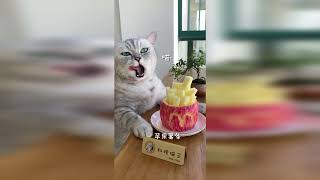 【面白い猫】怒った猫はとてもかわいいです!!!🤣おかしな🤣猫と犬🥰笑わないようにしてください🥰面白いペットの愛の動物 #20210915