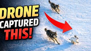 Drone Captures 2 Wolves Chasing Rabbit — Survival on Frozen Ice