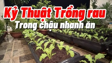 Kỷ thật và cách trồng rau CẢI  trong chậu mau được ăn.