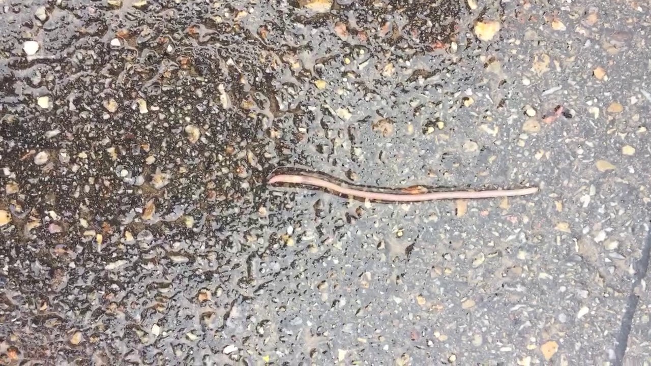 worm on the move - YouTube