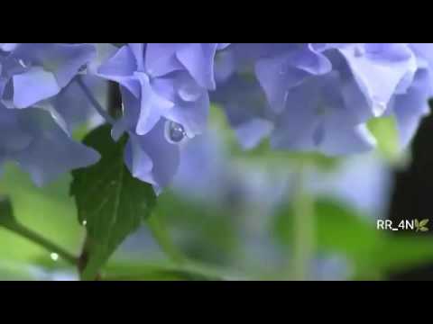 سورة الفاتحه القارئ معاذ العيد