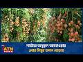 নাটোরে অনুকূল আবহাওয়ায় এবার লিচুর ফলন বেড়েছে | Metal | ATN News