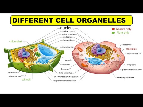 Video: Ano ang isang simpleng kahulugan ng organelle?