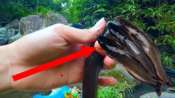 CÂU CÁ SUỐI KHÔNG NGỜ LẠI ĐƯỢC NHIỀU CÁ NHEO ĐẾN VẬY |Khám Phá Núi Rừng