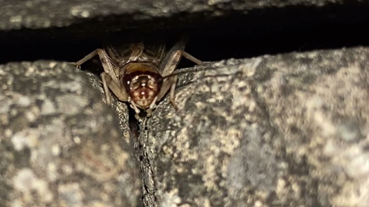 虫の鳴き声 カマドコオロギ Gryllodes Sigillatus 沖縄の昆虫 コオロギ Youtube