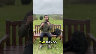 Dog Reactivity and Loose Leash Walking 🐶