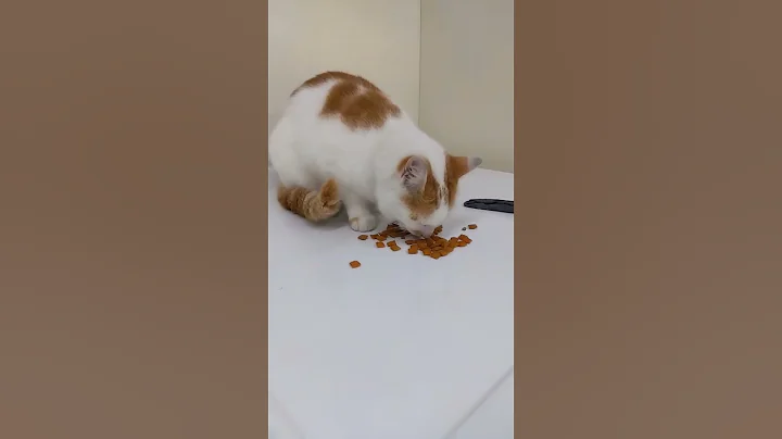 Video 6766971: cat funnycats, funnycats gatos, cat funny gatos