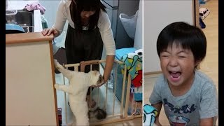 肉じゃが作るママに甘える白モフ猫　～来ないで～