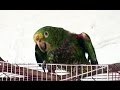 Crazy Parrots Laughing and Bathing