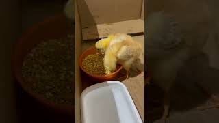 Los pollitos mas consentidos #pollo #animales #pollitos