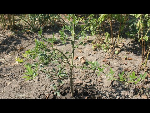 Video: Šta je astečka slatka biljka - saznajte o uzgoju i njezi astečkog slatkog bilja