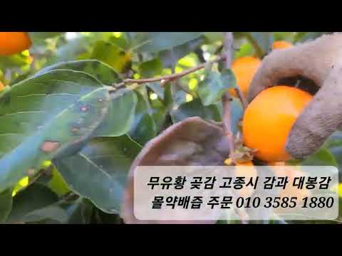 <strong>몰약</strong> 고종시감과 대봉감 몰약배와 배즙 판매 2022년산 말랭이 만들고 홍시도 만들면 최고