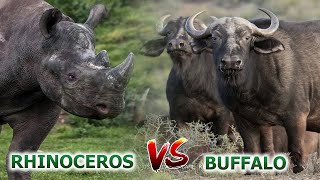 One Rhinoceros VS a herd of Buffaloes - Can he deal with them?