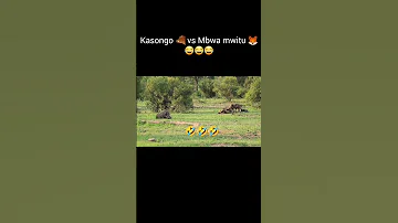 Kasongo Vs Mbwa Mwitu Trending Funny Comedy Memes Meme 