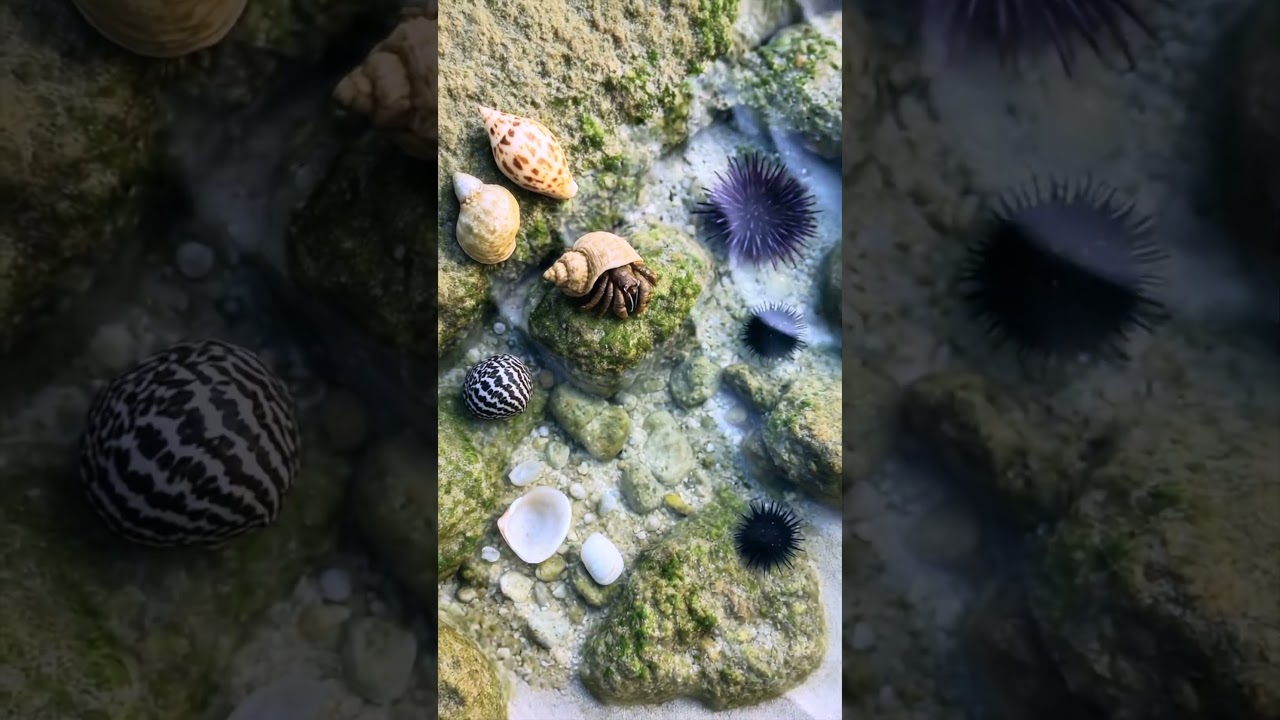 Bali Beachcombing Low Tide Shell Secrets