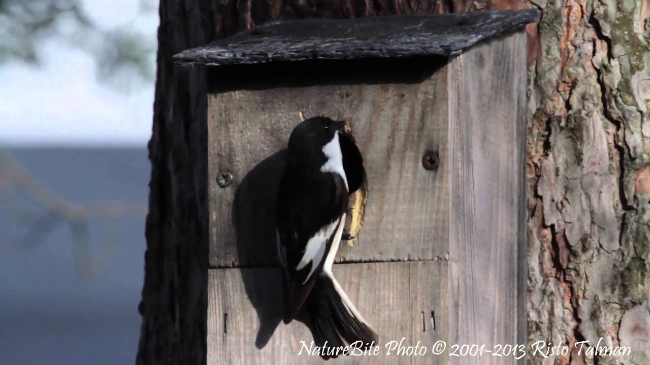 Pied Flycatcher, Ficedula hypoleuca, Kirjosieppo 