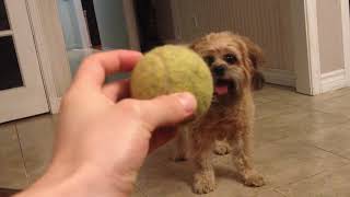 Day in the life of pets | Playing ball with Jack The ShihPoo