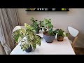 ОСЕНЬ - обзор комнатных растений