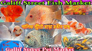 গালিফ স্ট্রীটে বড়ো বড়ো রঙীন মাছ | Galiff Street Fish Market | Gallif Street Pet Market
