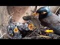 Crazy Bird Chops off Lizard TAIL to Save babies from Poison | Birds in nest | Myna Bird video