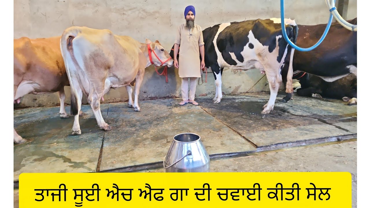 9915466734 ਤਾਜੀ ਸੂਈ ਗਾਂ ਦੀ ਚਵਾਈ ਕੀਤੀ ਐਚ ਐਫ ਦੀ ਪਿੰਡ ਸੰਧੂ ਕਲਾਂ  ਜੀ ਬਰਨਾਲਾ ਸੇਲ#cow #🙏❤️👍👌