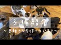 【里親希望の方へ】子猫達が里親さんを待っています（ ; ; ）