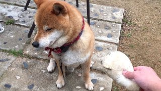 飼い主がぬいぐるみで遊びに誘うも煙たがる柴犬　I invited Shibe to play with a stuffed animal but he had a bothersome look.