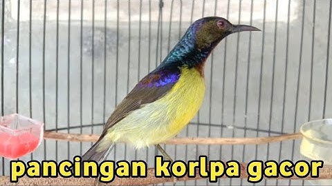 Kolibri kelapa | manggar | wiceh | pancingan korlap gacor untuk masteran burung bahan ijoan