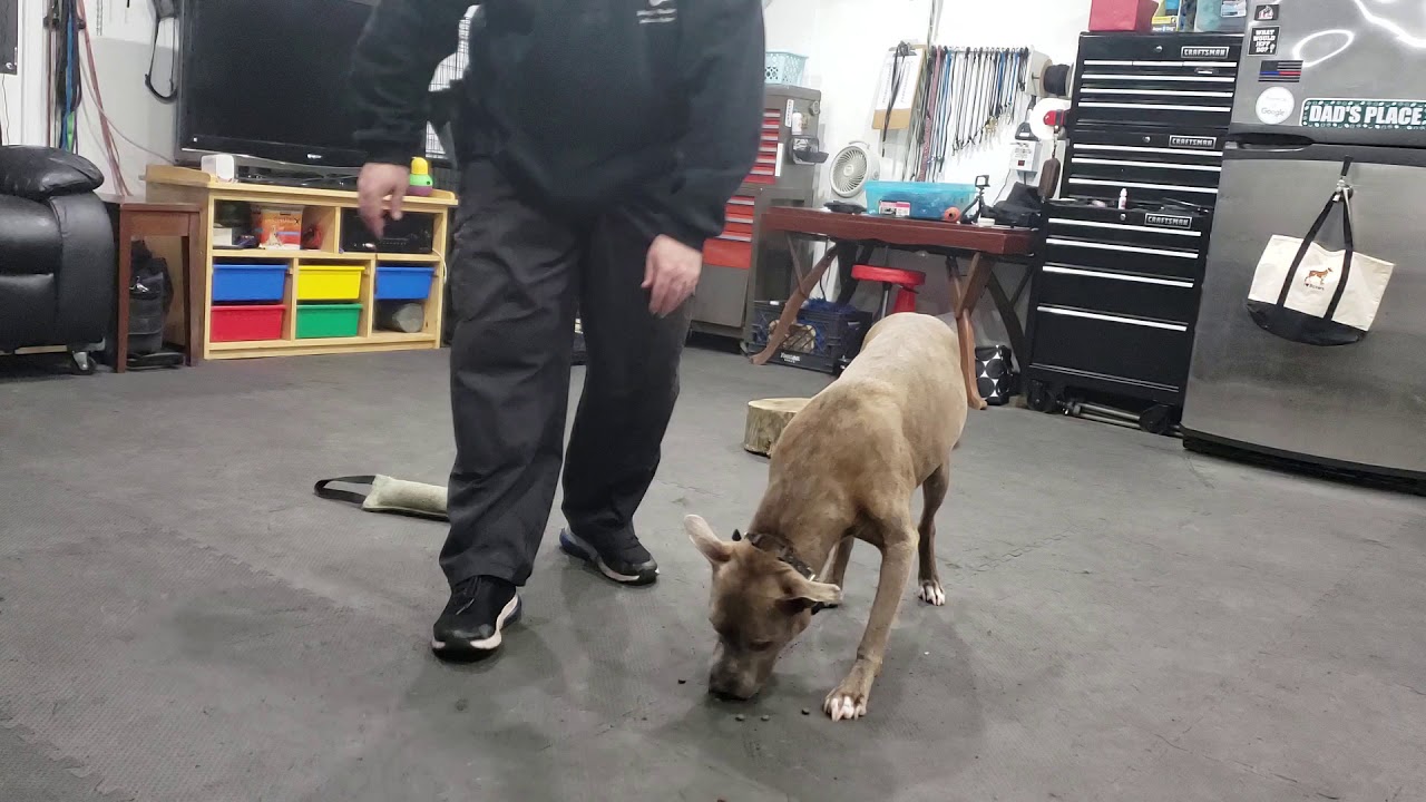 Working dog to earn their food NJ D.O.G.S. YouTube