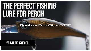 The perfect fishing lure for perch | SHIMANO Bantam Pavlo Shad