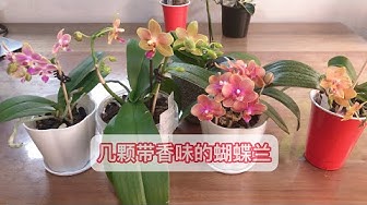 蝴蝶兰 Youtube