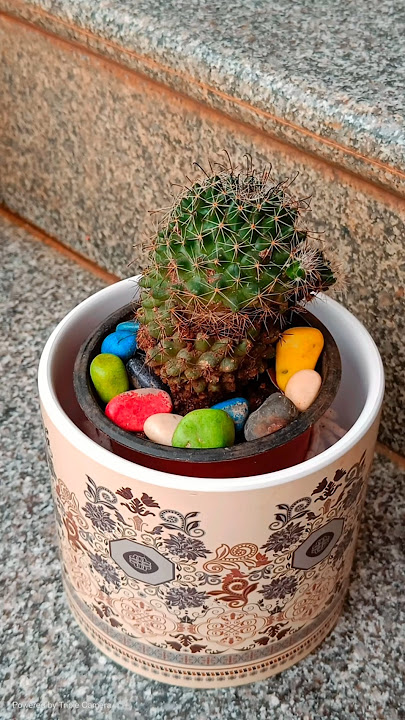 Cactus Plant Aesthetic | Nature's Minimalist Beauty 🌵#plantvideo #cactuscollection #gardening