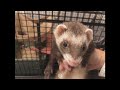 【フェレット】いっちーのお留守番